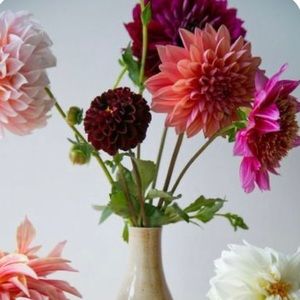 Meet your Posher, Sherry